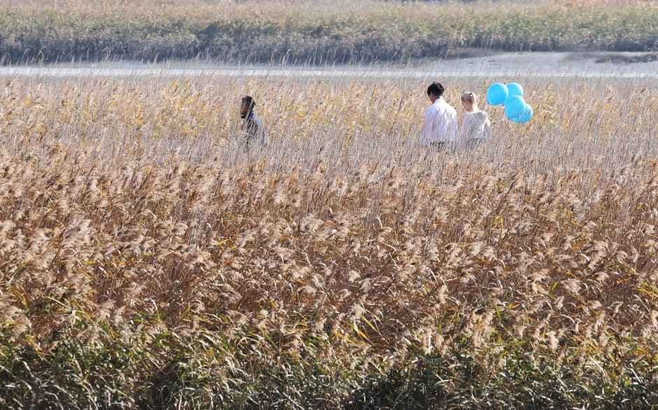 강진만 춤추는 갈대축제