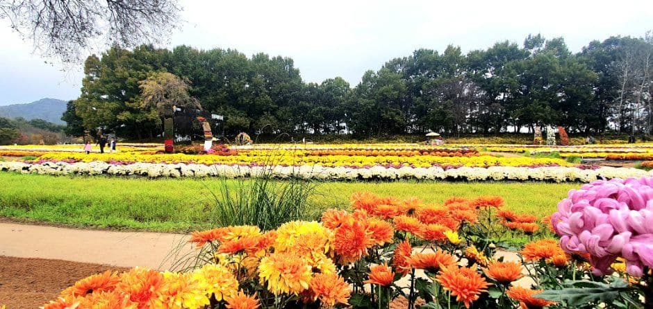 연천 국화축제