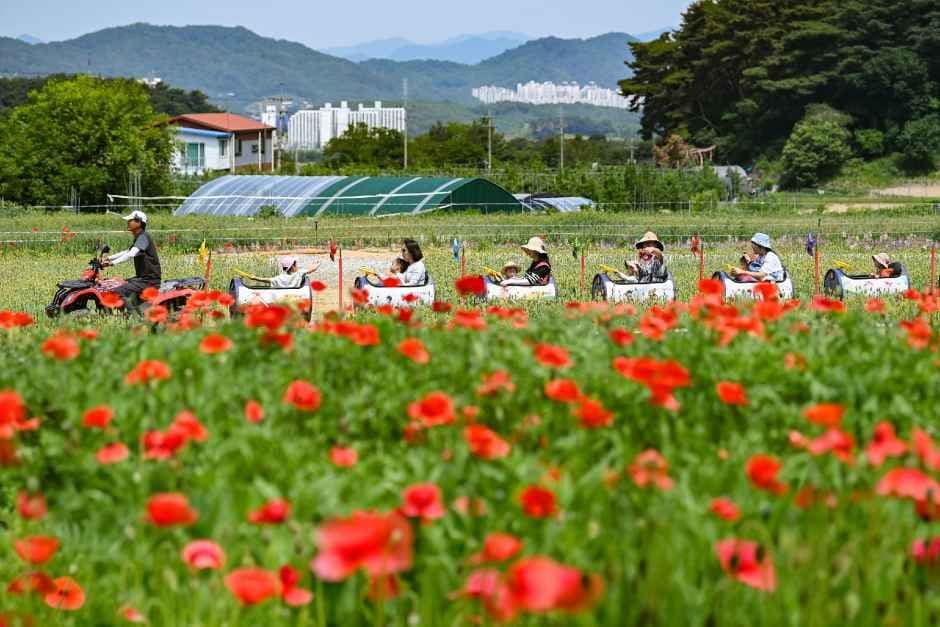 원주용수골꽃양귀비축제